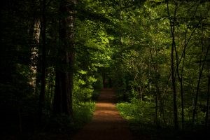 Dunn's Woods is pictured on a spring evening at IU Bloomington.