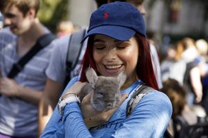 IU student holding a chinchilla from Zoo'Opolis Exotic Petting Zoo during the First Thursdays Festival on the Arts Plaza at IU Bloomington.