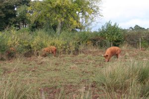 Photograph of a meadow with two cows grazing and trees in the background.