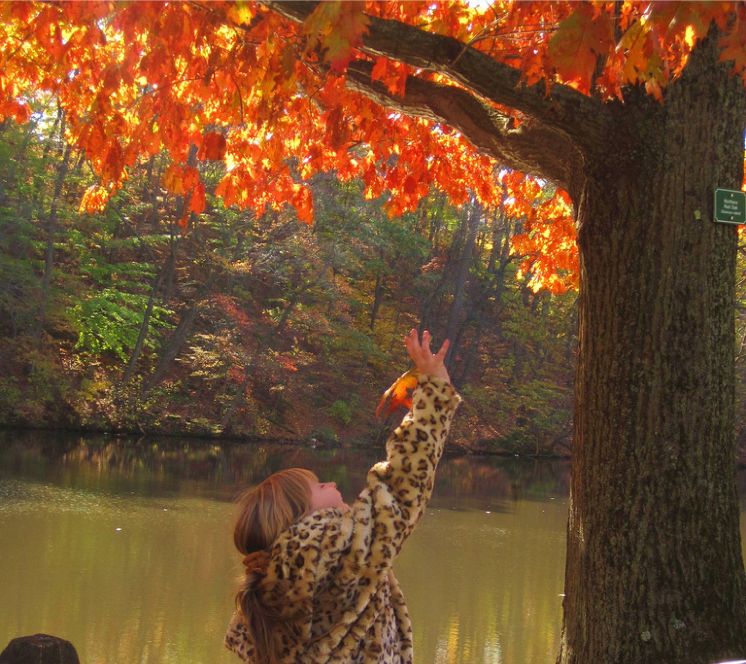 Child catching an autumn leaf. Image description available.
