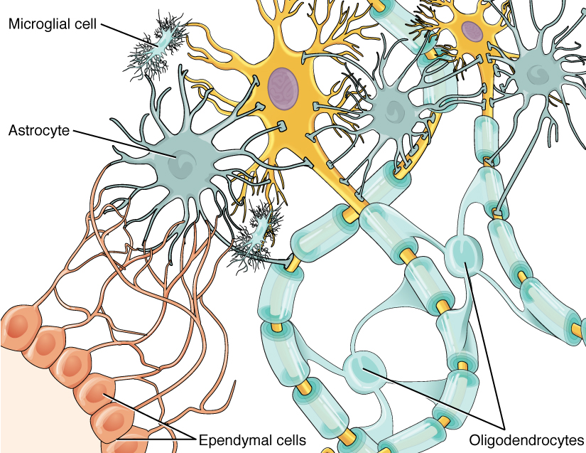 Glial cells of the CNS. Image description available.