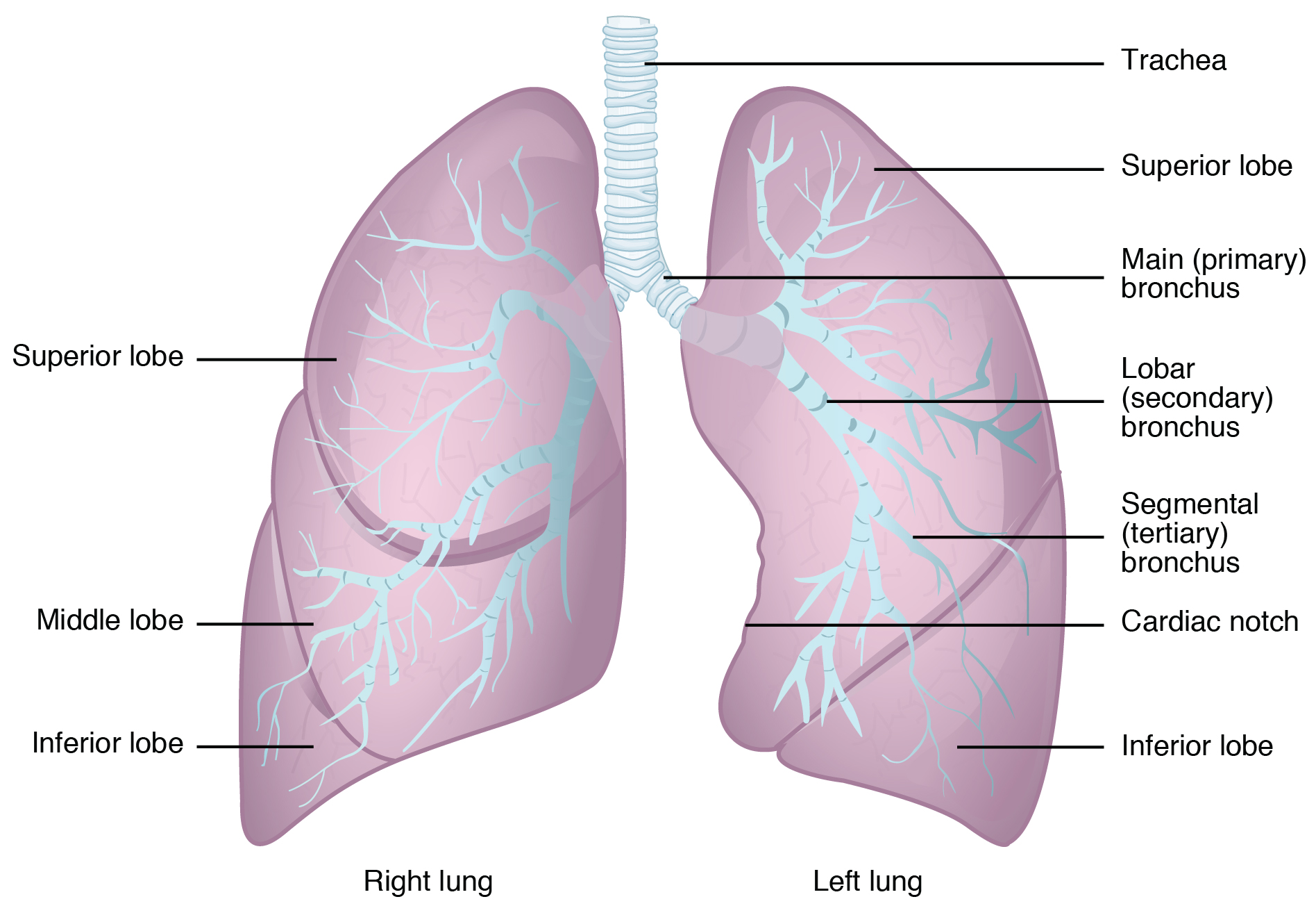 Gross anatomy of the lungs. Image description available.