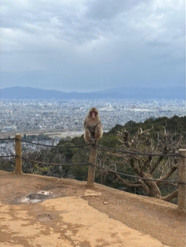 A photo of a monkey with a city in the background.