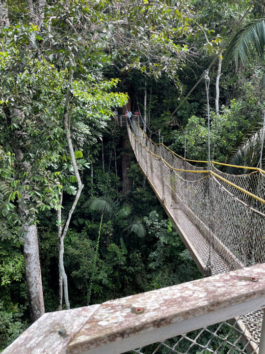 Image of Iwokrama Canopy Walkway.