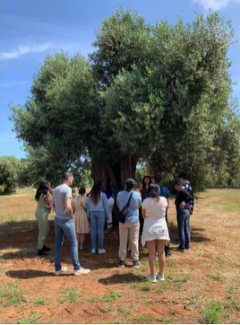 A photo of a group of people looking at an olive tree.