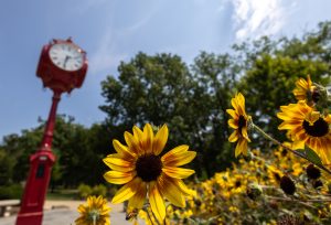 Flowers blooming on campus at IU Bloomington.