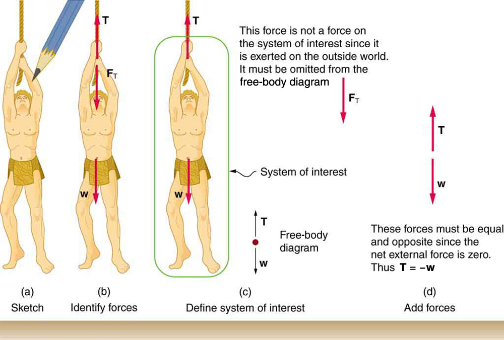 (a) A sketch is shown of a man hanging from a vine. (b) The forces acting on the person, shown by vector arrows, are tension T, pointing upward at the hand of the man, F sub T, from the same point but in a downward direction, and weight W, acting downward from his stomach. (c) In figure (c) we define only the man as the system of interest. Tension T is acting upward from his hand. The weight W acts in a downward direction. In a free-body diagram W is shown by an arrow acting downward and T is shown by an arrow acting vertically upward. (d) Tension T is shown by an arrow vertically upward and another vector, weight W, is shown by an arrow vertically downward, both having the same lengths. It is indicated that T is equal to minus W.