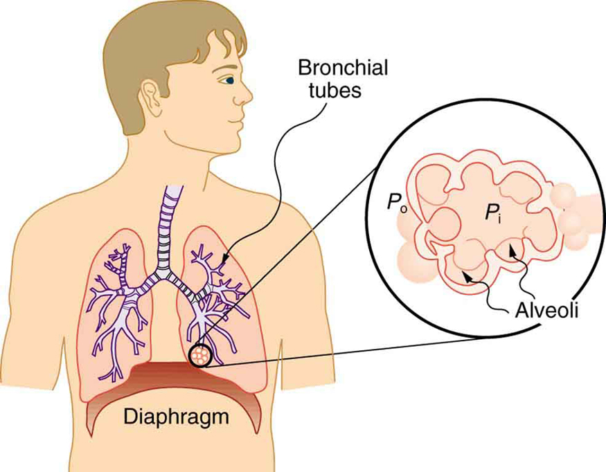 The alveoli at the end of the lung tubes enable exhalation and do not allow inhalation due to the surface tension of the mucous lining.
