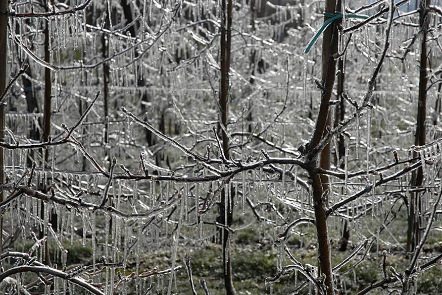 The figure shows bare tree branches covered with ice and icicles.