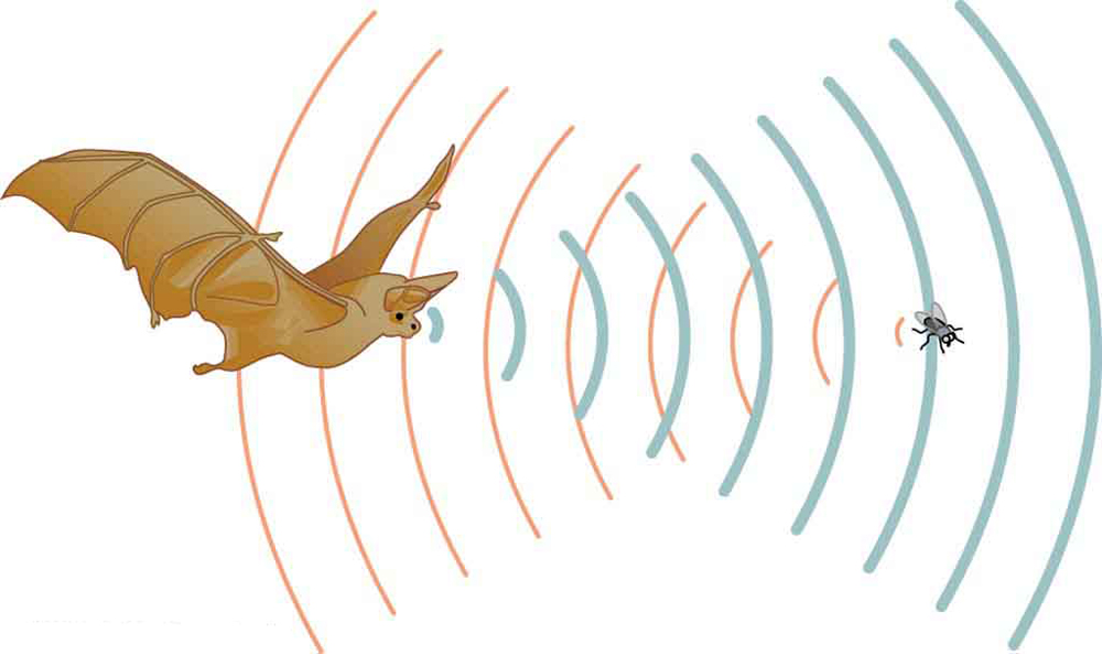 The picture is of a bat trying to catch its prey an insect using sound echoes. The incident sound and sound reflected from the bat are shown as semicircular arcs.
