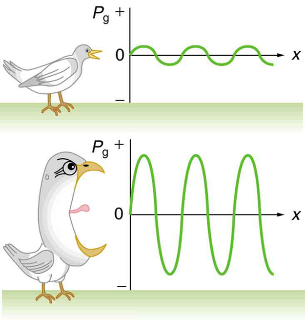 The image shows two graphs, with a bird positioned to the left of each one. The first graph represents a low frequency sound of a bird. The pressure variation shows small amplitude maxima and minima, represented by a sine curve of gauge pressure versus position with a small amplitude. The second graph represents a high frequency sound of a screaming bird. The pressure variation shows large amplitude maxima and minima, represented by a sine curve of gauge pressure versus position with a large amplitude.