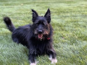 black furry dog on lawn
