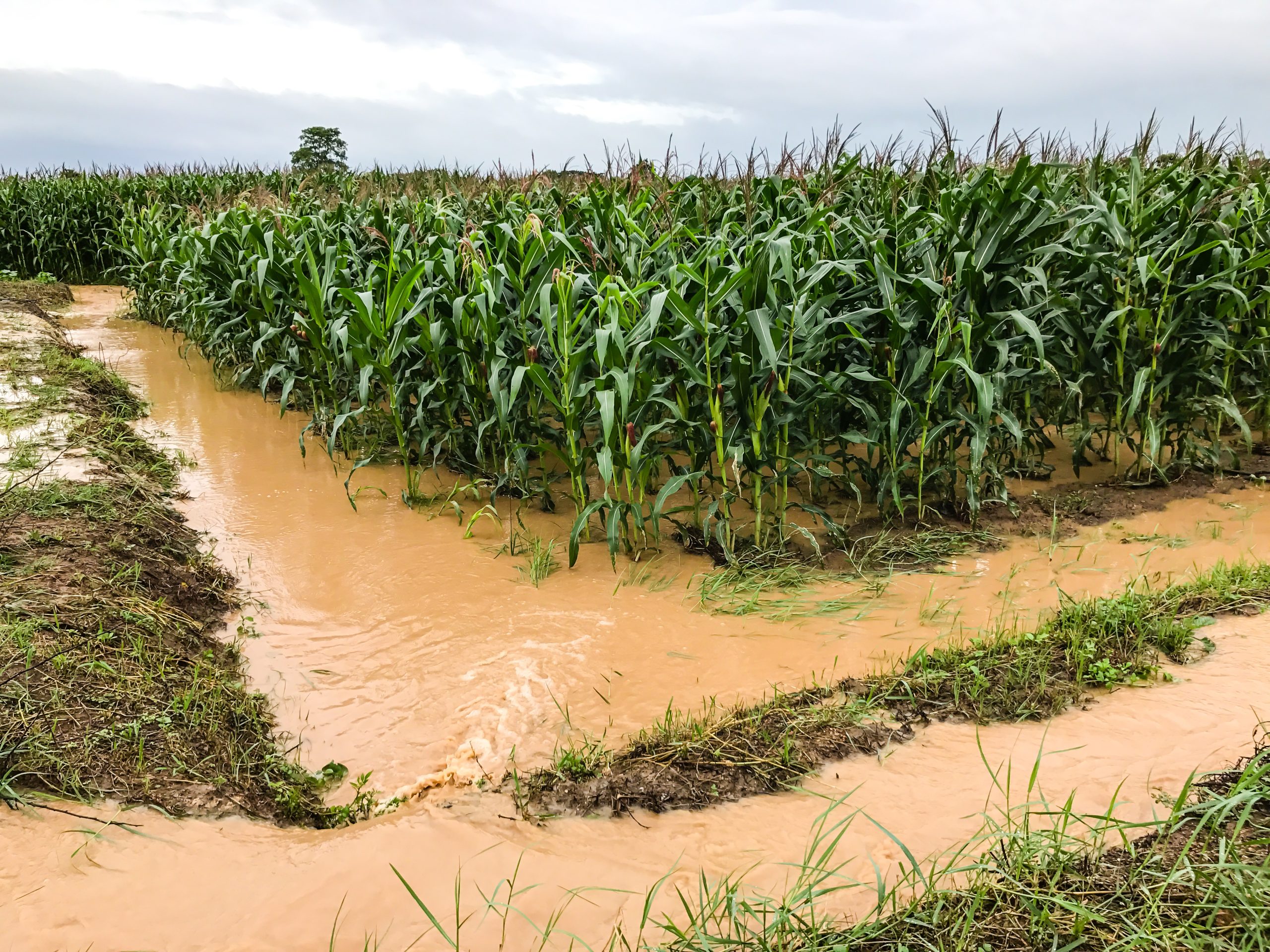 Photograph of a flooded cornfield with muddy water pooling and flowing between rows of corn plants. The water forms small streams, indicating heavy rainfall or poor drainage. The sky is overcast, suggesting recent or ongoing rain.