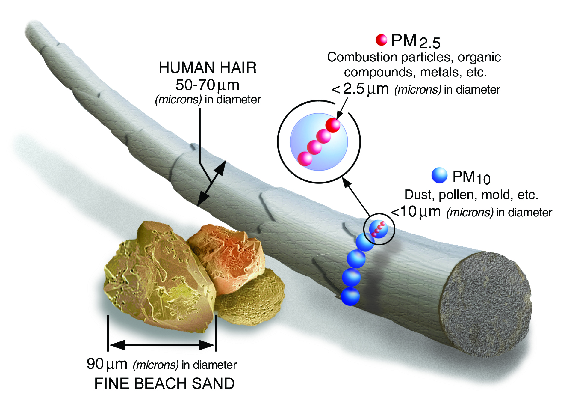 A visual comparison of particle sizes relative to a human hair. A human hair is shown with a diameter of 50–70 microns. Fine beach sand particles are labeled as 90 microns in diameter. Blue spheres represent PM10 particles (less than 10 microns), including dust, pollen, and mold. Red spheres represent PM2.5 particles (less than 2.5 microns), including combustion particles, organic compounds, and metals.