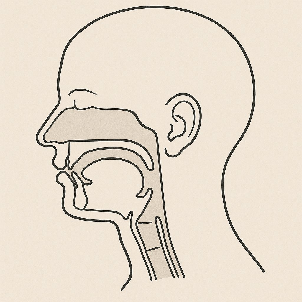 Cover image for Analizando los fonos del español