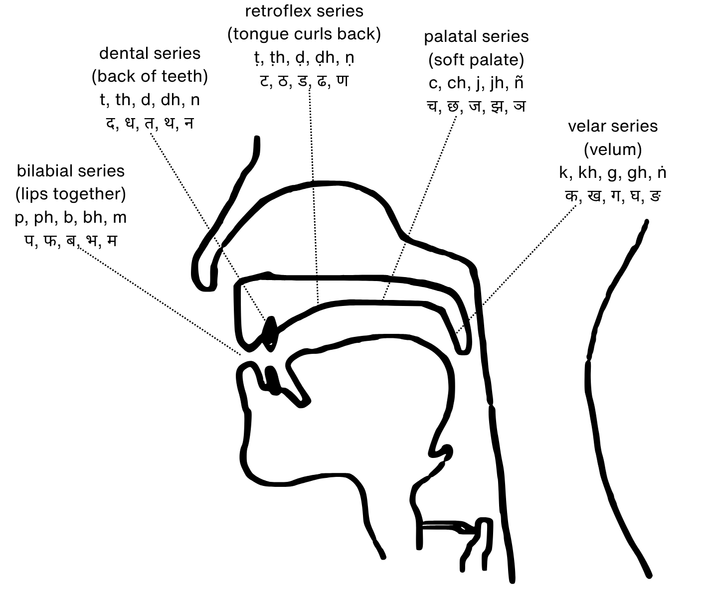 Alt text: a line drawing showing a diagram of the human mouth and throat in cross section, indicating the points where each group of consonants are produced in speech