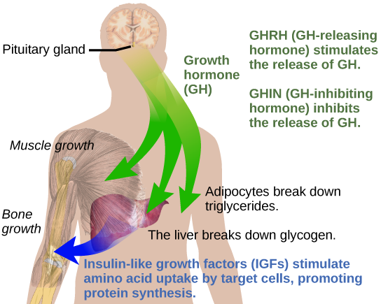 Figure 37.13.  Growth hormone directly accelerates the rate of protein synthesis in skeletal muscle and bones. Insulin-like growth factor 1 (IGF-1) is activated by growth hormone and also allows formation of new proteins in muscle cells and bone. (credit: modification of work by Mikael Häggström)