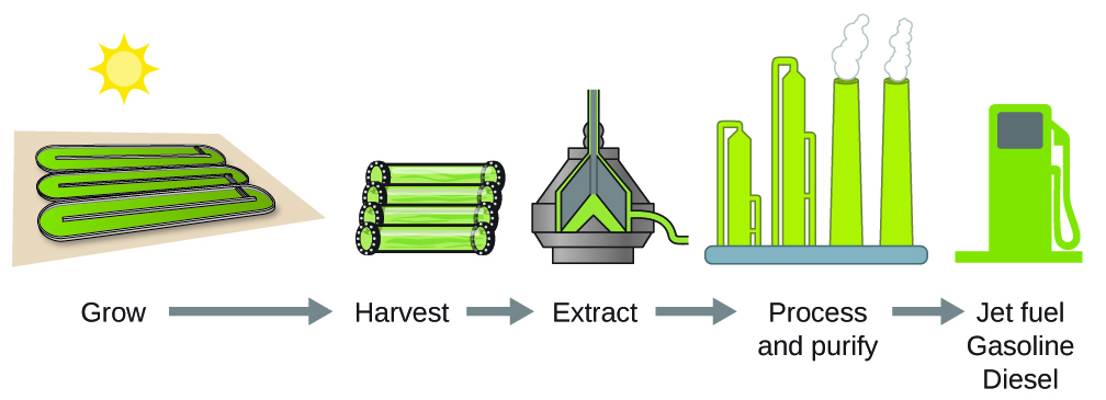 A flowchart is shown that contains pictures and words. Reading from left to right, the terms “Grow,” “Harvest,” “Extract,” “Process and purify,” and “Jet fuel gasoline diesel” are shown with right-facing arrows in between each. Above each term, respectively, are diagrams of three containers, three cylinders lying side-by-side, a pyramid-like container with liquid inside, a factory, and a fuel pump. In the space above all of the diagrams and to the left of the images is a diagram of the sun.