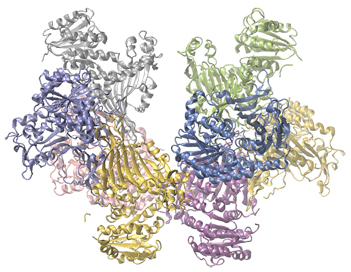A colorful model of the Glucose-6-phosphate dehydrogenase structure is shown. The molecule has two distinct lobes which are filled with spiraled ribbon-like regions of yellow, lavender, blue, silver, green, and pink.