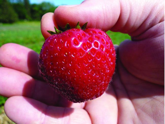This is a photo of a bright red strawberry being held in a human hand.