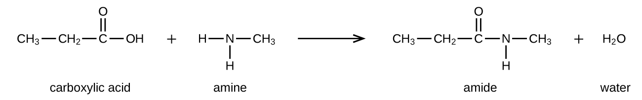 A chemical reaction is shown between a carboxylic acid and amine to form an amide and water. Structures are shown. The carboxylic acid is shown as a C H subscript 3 group bonded to a C H subscript 2 group bonded to a C atom with a double bonded O atom above and an O H group bonded to the right. There is a plus sign. The amine is shown as an N atom with two H atoms bonded to the bottom and left sides. A C H subscript 3 group is bonded to the right side of the N atom. To the right of an arrow, an amide is shown as a C H subscript 3 group bonded to a C H subscript 2 group bonded to a C atom which is double bonded to an O atom above and an N with an H atom bonded below. The N atom is bonded to a C H subscript 3 group. The final product indicated after a plus sign is water, H subscript 2 O.