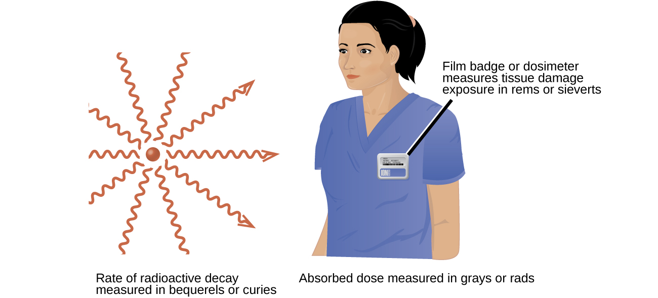 Two images are shown. The first, labeled “Rate of radioactive decay measured in becquerels or curies,” shows a red sphere with ten red squiggly arrows facing away from it in a 360 degree circle. The second image shows the head and torso of a woman wearing medical scrubs with a badge on her chest. The caption to the badge reads “Film badge or dosimeter measures tissue damage exposure in rems or sieverts” while a phrase under this image states “Absorbed dose measured in grays or rads.”