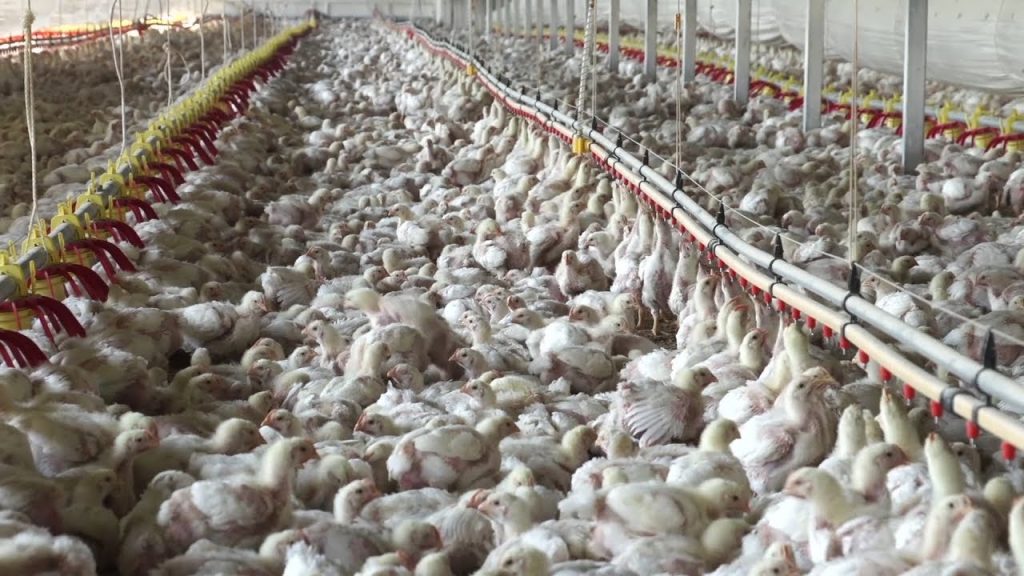 An industrial chicken farm containing hundreds of chickens in a long enclosed pen