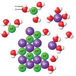 The diagram shows eight purple spheres labeled K superscript plus and eight green spheres labeled C l superscript minus mixed and touching near the center of the diagram. Outside of this cluster of spheres are seventeen clusters of three spheres, which include one red and two white spheres. A red sphere in one of these clusters is labeled O. A white sphere is labeled H. Two of the green C l superscript minus spheres are surrounded by three of the red and white clusters, with the red spheres closer to the green spheres than the white spheres. One of the K superscript plus purple spheres is surrounded by four of the red and white clusters. The white spheres of these clusters are closest to the purple spheres.