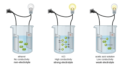 This diagram shows three separate beakers. Each has a wire plugged into a wall outlet. In each case, the wire leads from the wall to the beaker and is split resulting in two ends. One end leads to a light bulb and continues on to a rectangle labeled with a plus sign. The other end leads to a rectangle labeled with a minus sign. The rectangles are in a solution. In the first beaker, labeled “Ethanol No Conductivity,” four pairs of linked small green spheres suspended in the solution between the rectangles. In the second beaker, labeled “K C l Strong Conductivity,” six individual green spheres, three labeled plus and three labeled minus are suspended in the solution. Each of the six spheres has an arrow extending from it pointing to the rectangle labeled with the opposite sign. In the third beaker, labeled “Acetic acid solution Weak conductivity,” two pairs of joined green spheres and two individual spheres, one labeled plus and one labeled minus are shown suspended between the two rectangles. The plus labeled sphere has an arrow pointing to the rectangle labeled minus and the minus labeled sphere has an arrow pointing to the rectangle labeled plus.