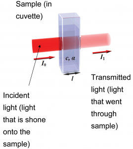 Sample in cuvette. A darker beam of incident light than transmitted light
