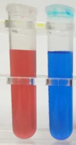 A red solution on the left and a blue solution on the right.
