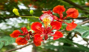 Red poincianas with green leaves in the background. The national flower of St Kitts-Nevis. Local name "Flamboyant"