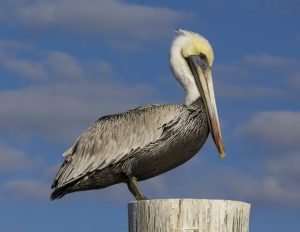 A pelican perched on a wooden post against a background of a blue sky and white clouds. The National Bird of St. Kitts. Local name "Booby"