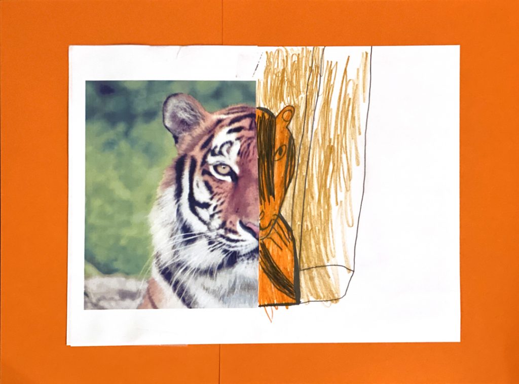 Tiger by Chad M., grade 6