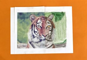 Tiger by Nick M., grade 6