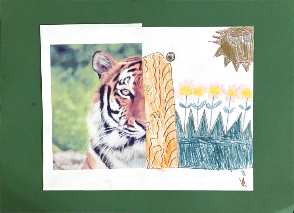 Tiger by Sam M., grade 6