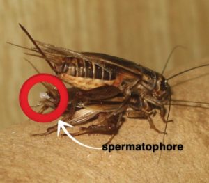 Could crushing live crickets change the way we think about climate change?