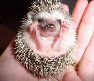 A small hedgehog held in a person's hand.