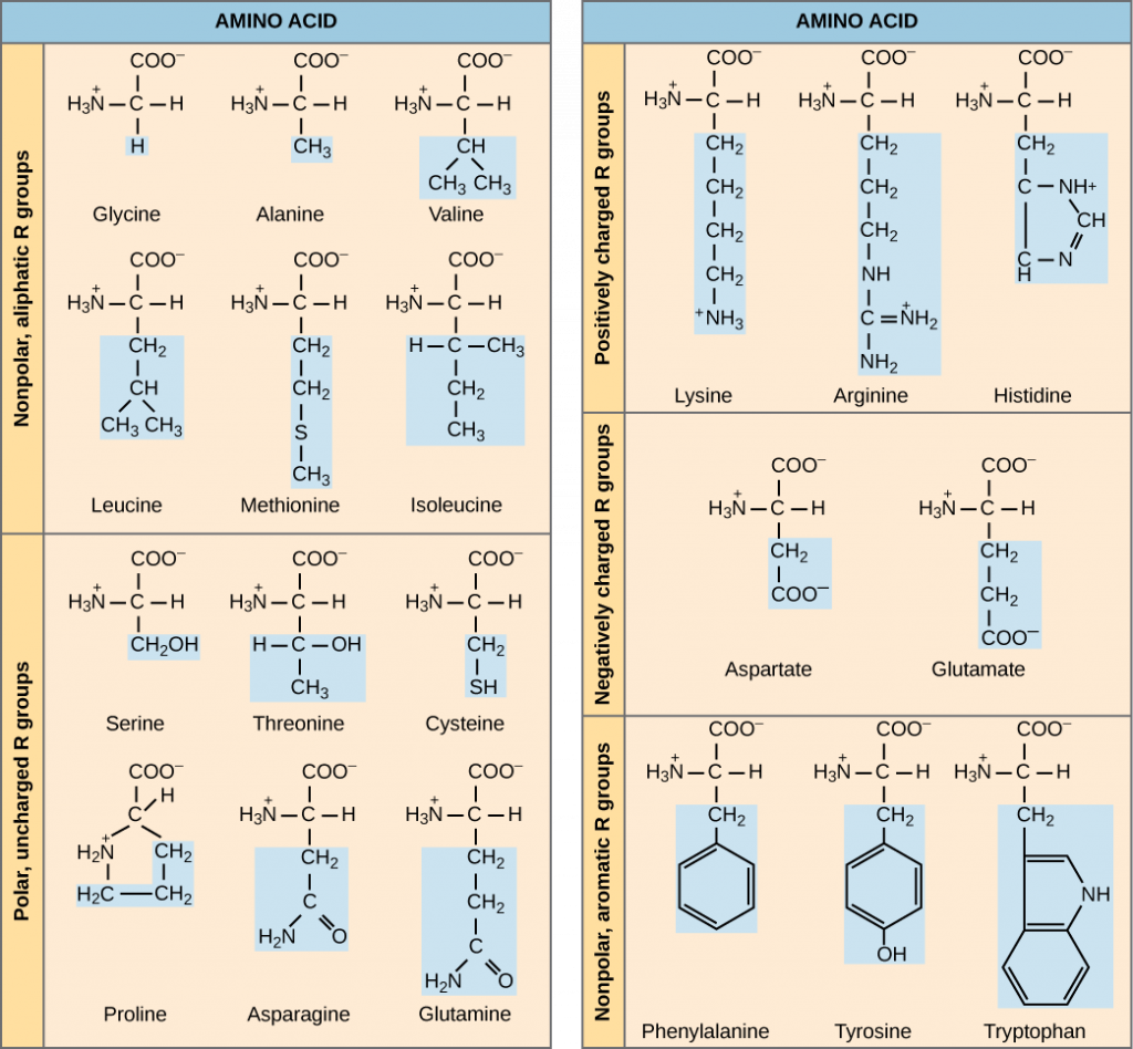 Chemical characteristics of the 20 amino acids found in the proteins of cells.