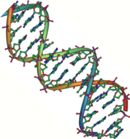 The molecular structure of D N A is shown. D N A consists of two antiparallel strands twisted in a double helix. The phosphate backbone is on the outside, and the nitrogenous bases face one another on the inside.  The bases appear as strands between the phosphate backbone of the double helix.