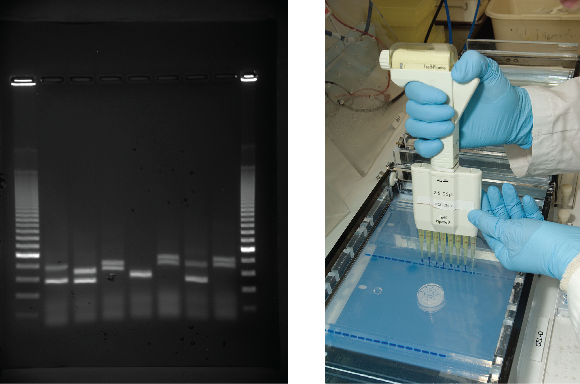 Image shows a person using a handheld device with eight pipettes holding DNA material. The person places the device's pipettes directly over a prepared gel inside an electrphoresis machine. The gel already contains several lines of material where the user has previouly loaded DNA material.