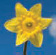 Image of a daffodil