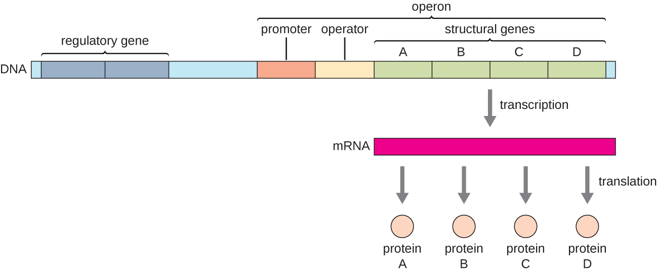 lac-operon-manipulative-model-teaching-biology-biology-lessons