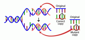 Double-stranded DNA molecule, opened half-way through, and the open part of each strand has part of new strand made; base pairs occuring between each original and new strand.. One is shown as a correct copy of the original and the other is a mutant copy of the original.
