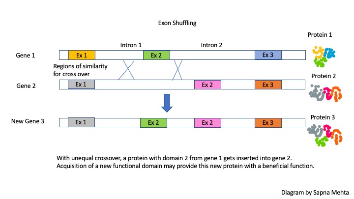 mRNA Splicing and Alternative Splicing – Introduction to Molecular Biology