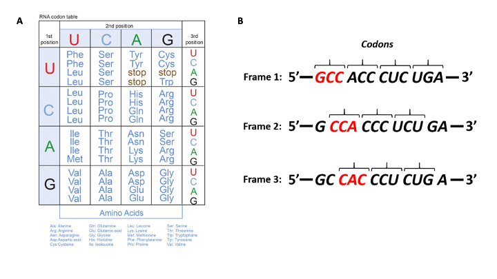 translation biology chart