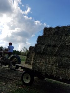 tractor and hay